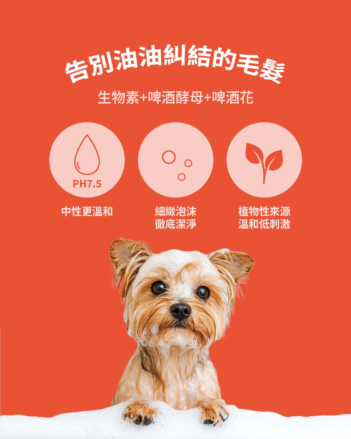 蓬鬆溫和寵物洗毛精